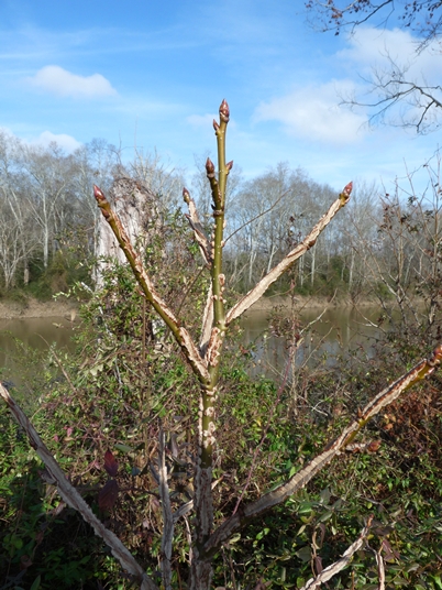 {Liquidambar styraciflua}